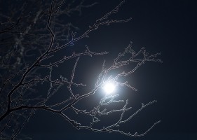 Brindilles au clair de Lune
