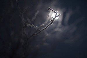 Brindilles au clair de Lune II