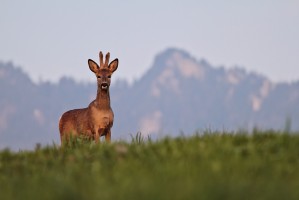 Chevreuil des dernières lueurs