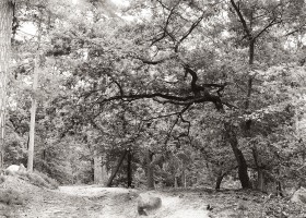 Chêne à Fontainebleau