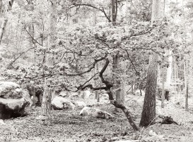 Chêne à Fontainebleau