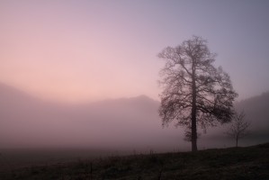 Dans la brume du jour levant