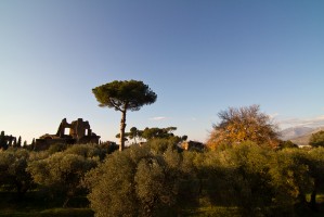 Des oliviers, des ruines, un pin