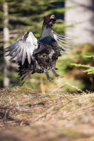 Le saut du grand coq