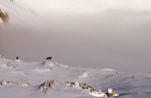 Chamois au-dessus du brouillard