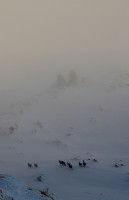 Chamois dans le brouillard
