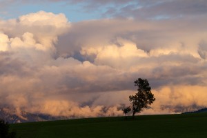 L'arbre des nuages