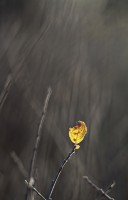 Solitude jaune