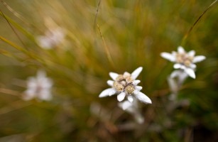 Flou d'Edelweiss