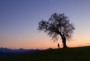 Sous l'arbre lunatique