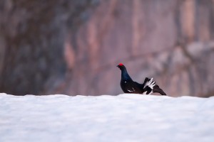 Petit coq de bruyère